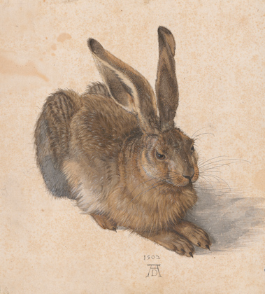 Watercolour of a young hare