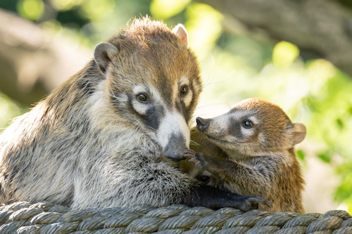 Two white-nosed coatis